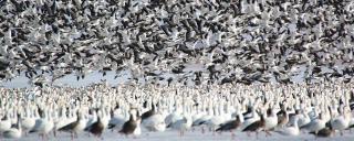 Light geese flock during spring migration
