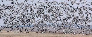Light geese spring migration