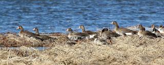 White-fronted Geese