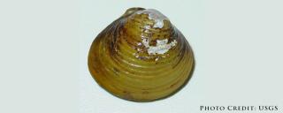 Asian Clam