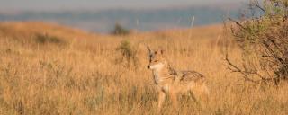 Coyote