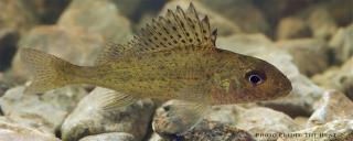 Eurasian Ruffe