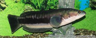 Giant Snakehead in tank