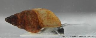 New Zeland Mud Snail