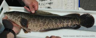 Northern Snakehead