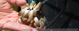 Quagga mussels on rock