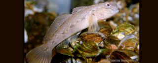 Round Goby  North Dakota Game and Fish