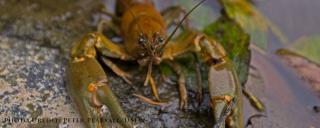 Rusty Crayfish