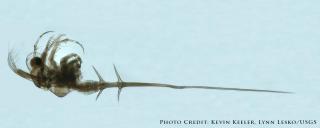 Spiny and fishhook water flea