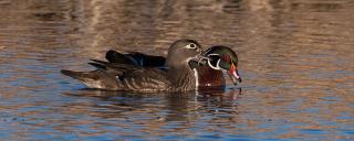 Wood duck pair