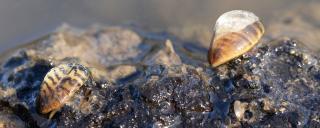 Zebra mussels found in the Red River in 2015