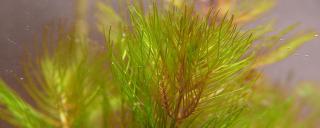 Eurasian watermilfoil in tank