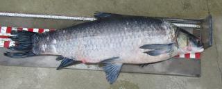 Black Carp