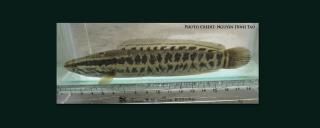 Blotched Snakehead