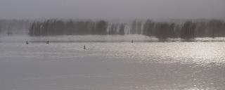 Eared grebes in fog
