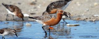 Red Knot