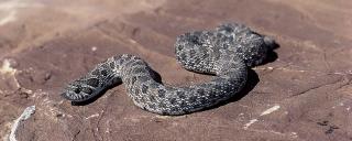 Plains Hog-nosed Snake