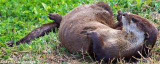 River Otter