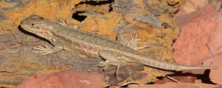 Sagebrush Lizard