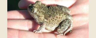 Plains Spadefoot