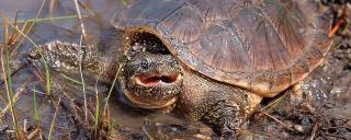 Snapping Turtle