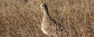 Sharp-tailed grouse