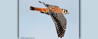 Kestrel in flight