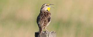 Western meadowlark signing on fence post