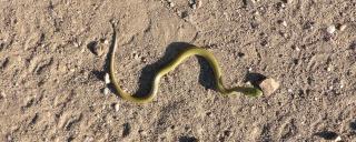 Smooth Green Snake