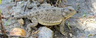 Short-horned Lizard