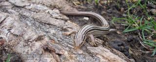 Northern Prairie Skink