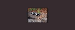 Eastern Spotted Skunk