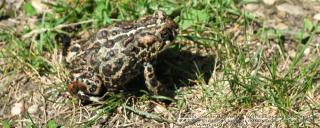 Canadian Toad