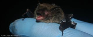 Northern Long-eared Bat