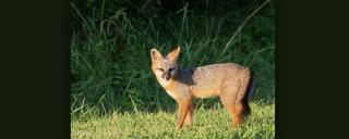 Gray Fox