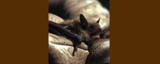 Little Brown Bat