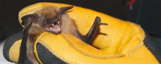 Long-eared Myotis