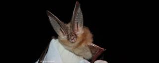 Townsend's Big-eared Bat