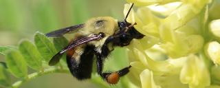 Bumble bee on flower