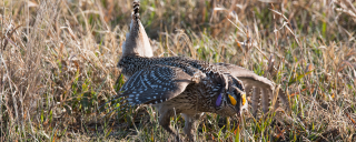 Sharp-tail grouse