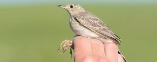 Sprague's Pipit