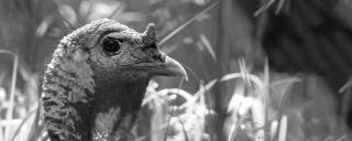Wild Turkey