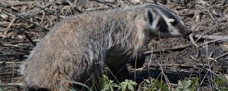 Badger
