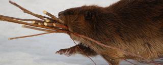 Beaver