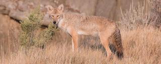Coyote