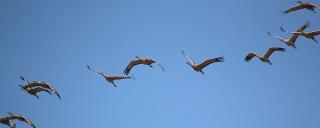 Sandhill cranes flying