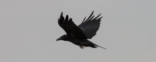 Crow