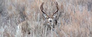 Mule deer buck