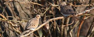 Mourning doves