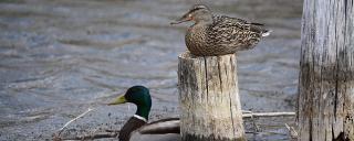 Mallard pair